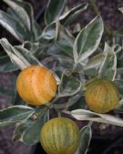 Citrus microcarpa Tiger