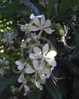 Clerodendrum wallichii