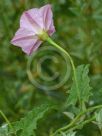 Convolvulus erubescens