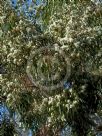 Corymbia citriodora