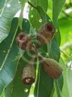 Corymbia ptychocarpa