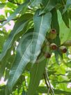 Corymbia ptychocarpa