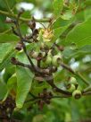 Corymbia torelliana