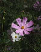 Cosmos bipinnatus