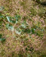 Cotinus coggygria