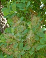 Cotinus obovatus