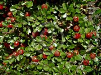 Cotoneaster dammeri