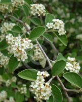 Cotoneaster serotinus