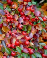 Cotoneaster horizontalis