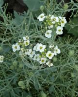 Crambe maritima