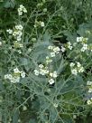 Crambe maritima