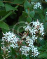 Crassula sarmentosa