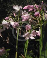 Crinum moorei