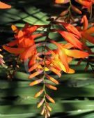 Crocosmia crocosmiiflora