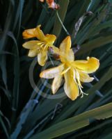 Crocosmia Solfatare