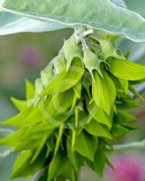 Crotalaria cunninghamii