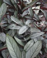 Ctenanthe setosa Grey Star