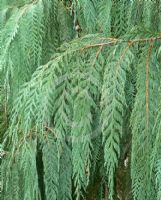 Cupressus cashmeriana