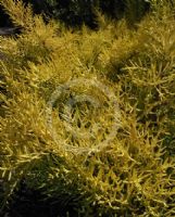 Cupressus macrocarpa Gold Halo