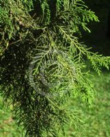 Cupressus torulosa