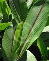 Curcuma rubescens