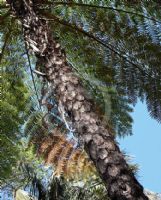 Cyathea cooperi