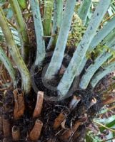 Cyathea dealbata