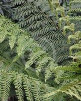 Cyathea smithii