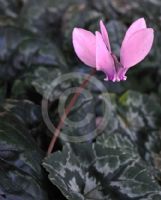 Cyclamen hederifolium