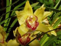 Cymbidium