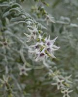 Cyphanthera albicans albicans