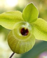 Cypripedium