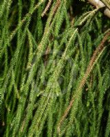 Dacrydium cupressinum