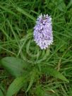 Dactylorhiza fuchsii