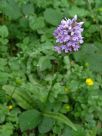 Dactylorhiza fuchsii