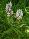 Dactylorhiza fuchsii