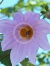 Dahlia imperialis