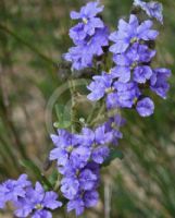 Dampiera purpurea