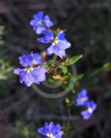 Dampiera stricta