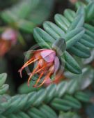 Darwinia citriodora