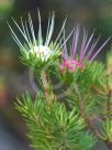 Darwinia fascicularis