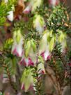 Darwinia macrostegia