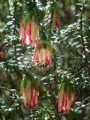 Darwinia meeboldii