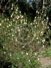 Darwinia meeboldii