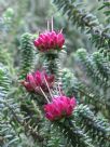 Darwinia oldfieldii