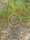 Darwinia oxylepis