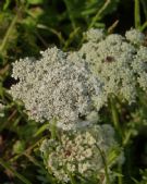 Daucus carota carota