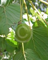 Davidia involucrata