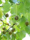 Davidia involucrata