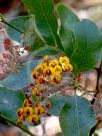 Daviesia latifolia